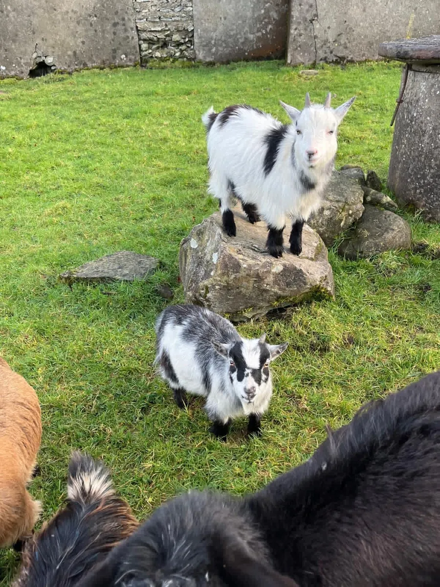 Pygmy males - Image 2