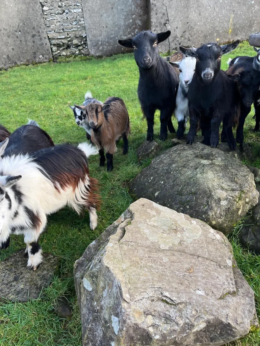 Pygmy males - Image 3