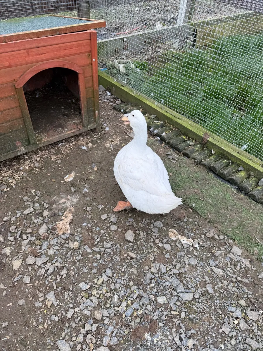 Laying Ducks & Hens - Image 1