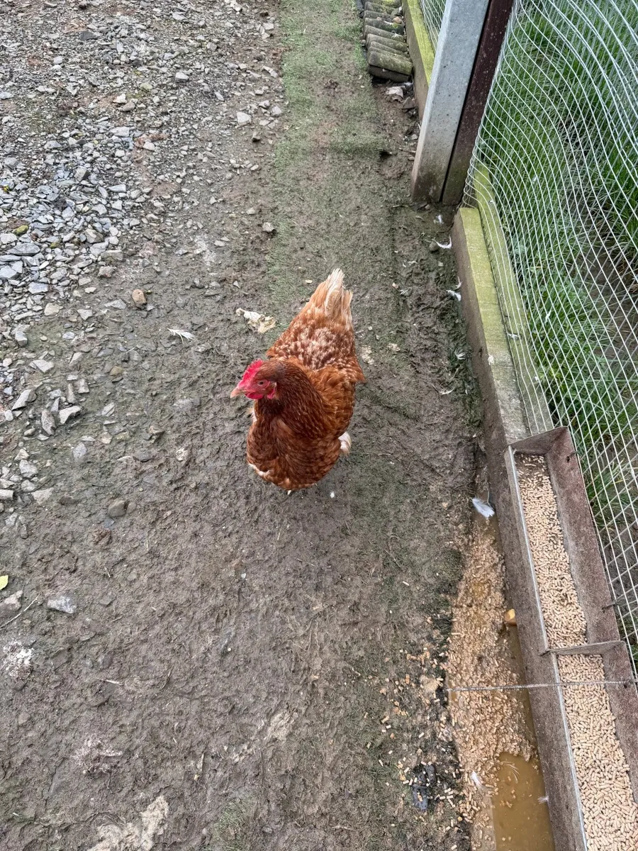 Laying Ducks & Hens - Image 2