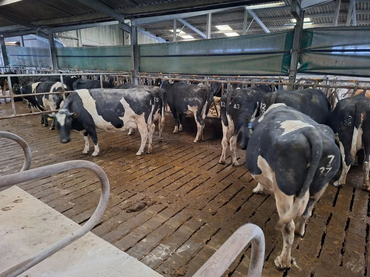 Dairy Cows - Image 2