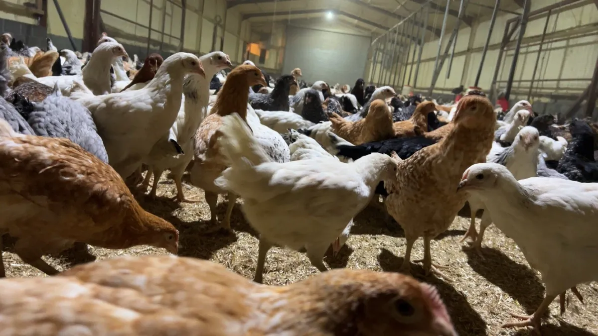 Poultry Middleton - Image 3