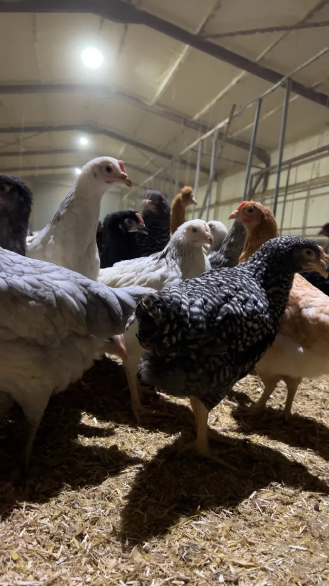 Poultry Middleton - Image 4