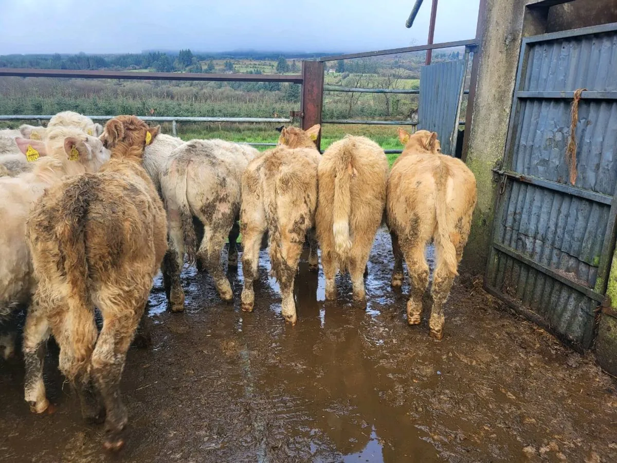 12  heifers - Image 4