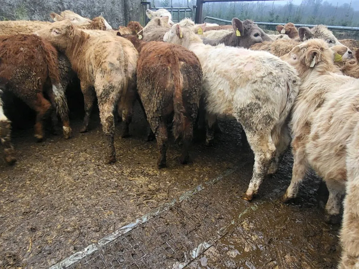 12  heifers - Image 1