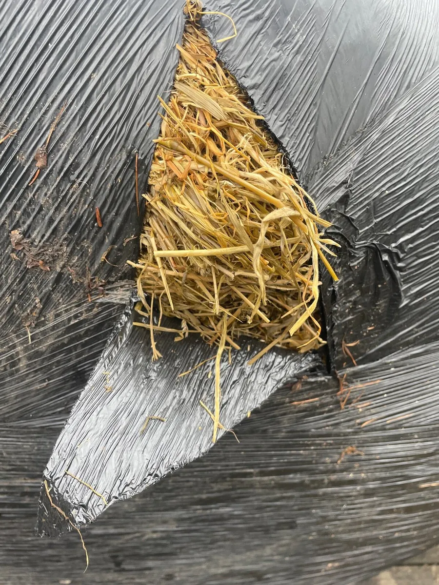 1st cut silage - Image 2