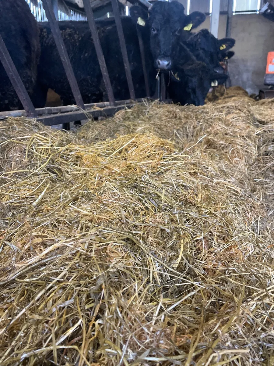 1st cut silage - Image 3