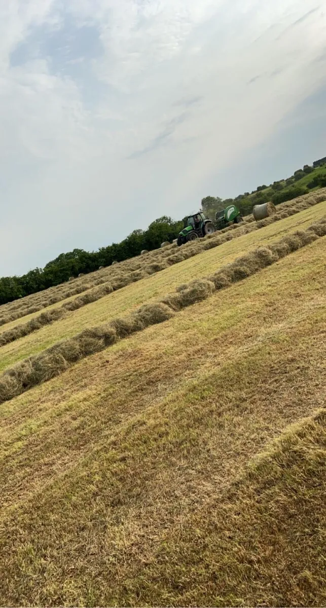 Hay - Image 2