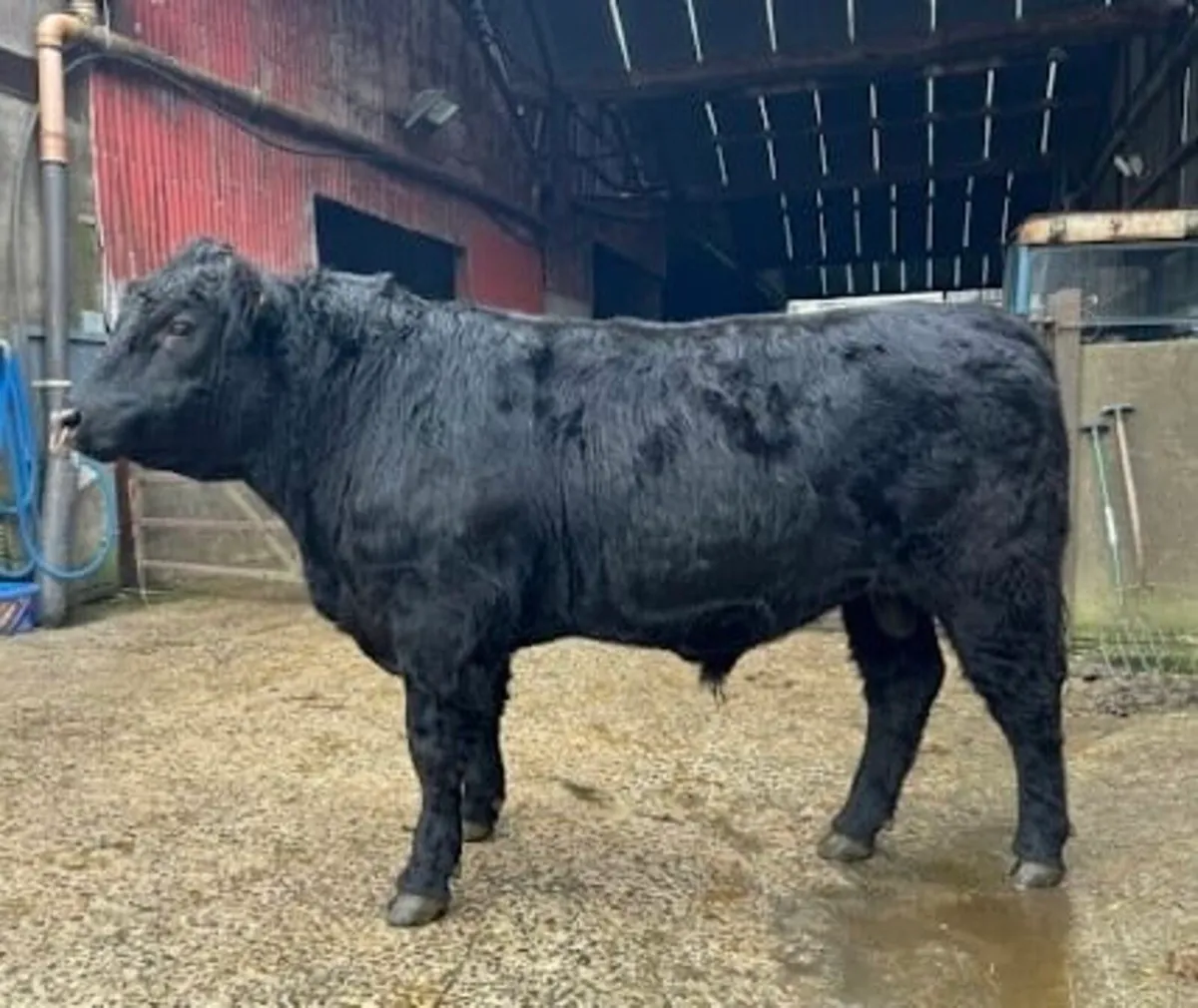 Pedigree Aberdeen Angus Bull - Image 1