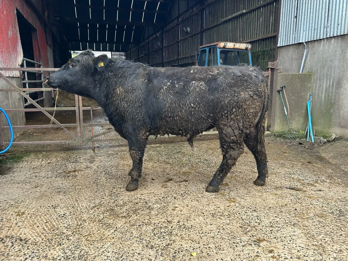 Pedigree Aberdeen Angus Bull - Image 2