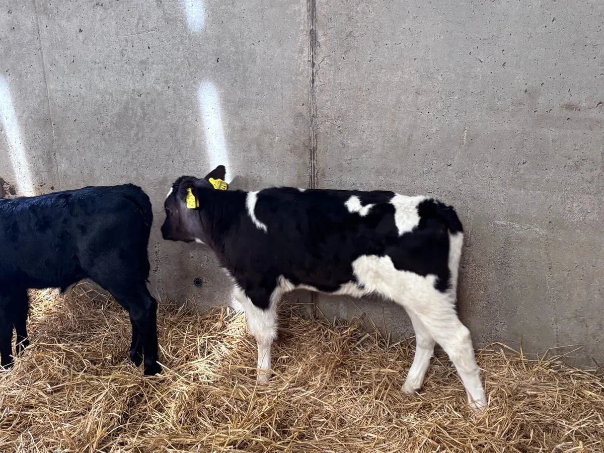 Fr heifer calves Ped registered - Image 2