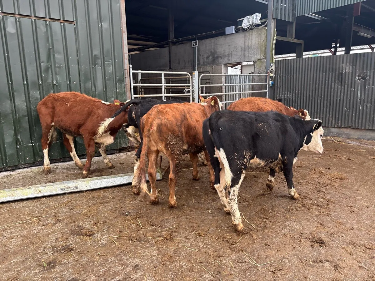 5 super Hereford yearling heifers - Image 2