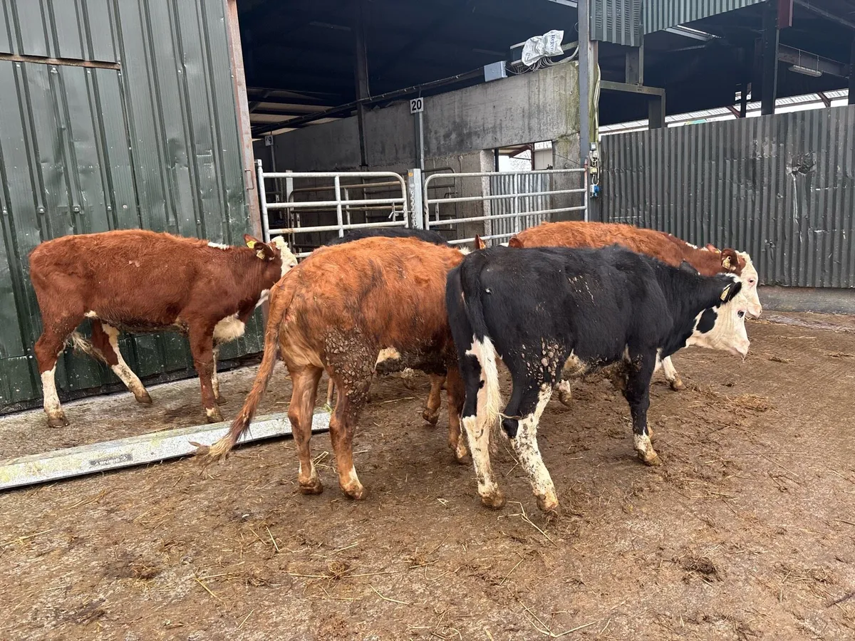 5 super Hereford yearling heifers - Image 3