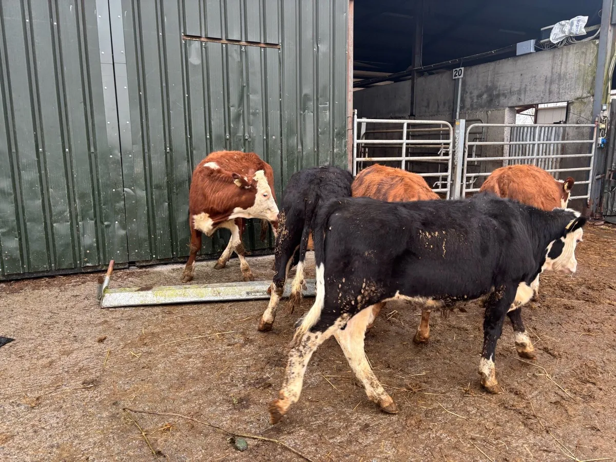 5 super Hereford yearling heifers - Image 4