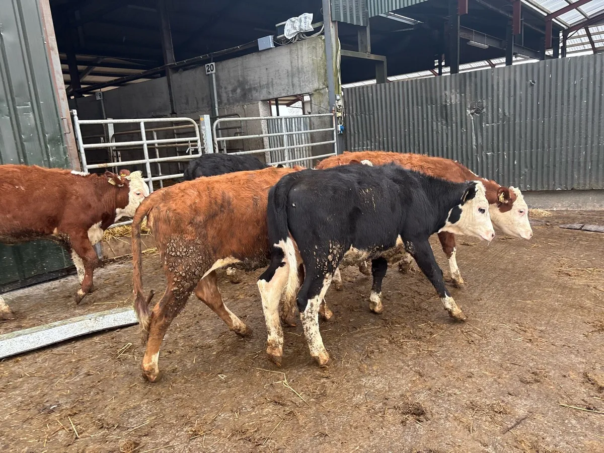 5 super Hereford yearling heifers - Image 1