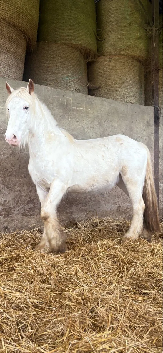 3 year old gelding - Image 1