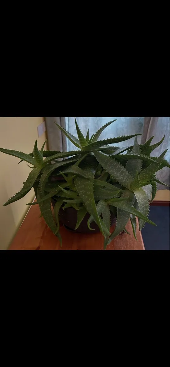 Houseplants - Image 3