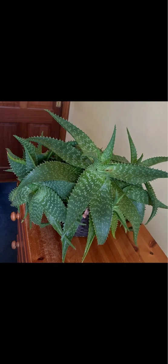 Houseplants - Image 4