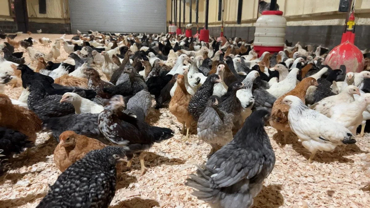 Live Poultry Limerick 7 days a week - Image 1