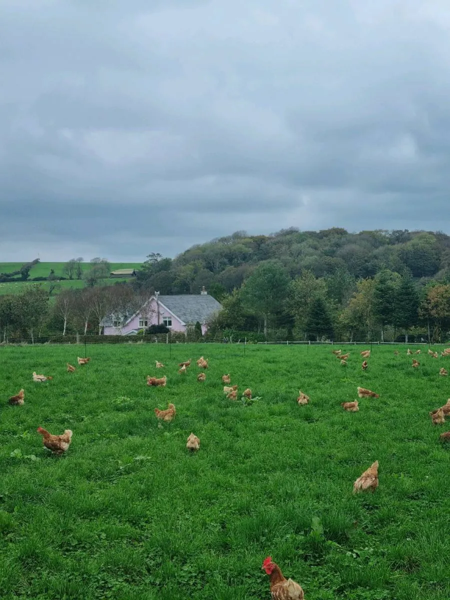 Laying hens - Image 2