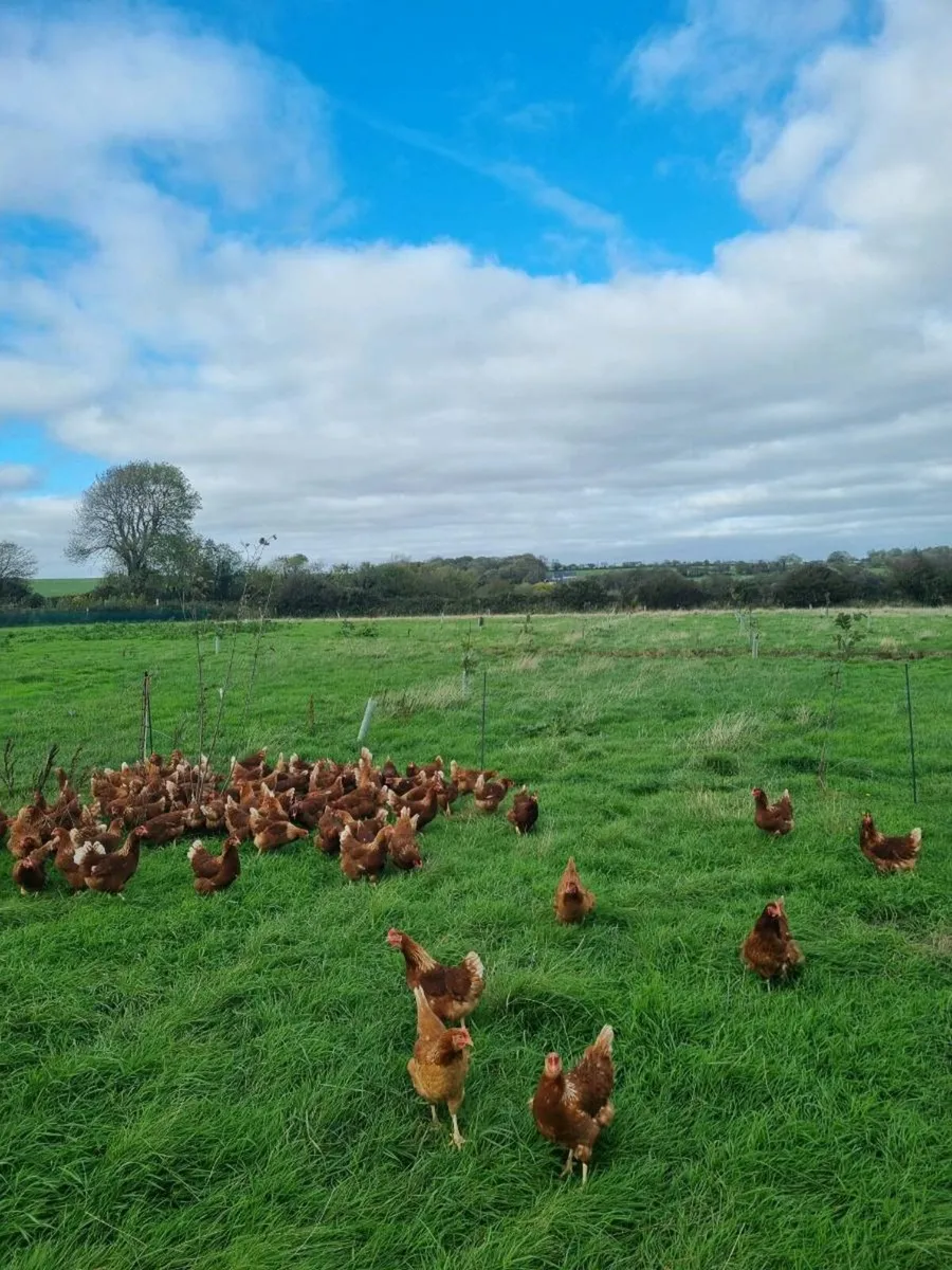Laying hens - Image 3