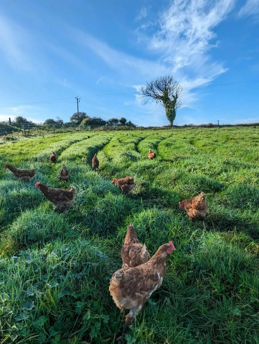 Laying hens - Image 1