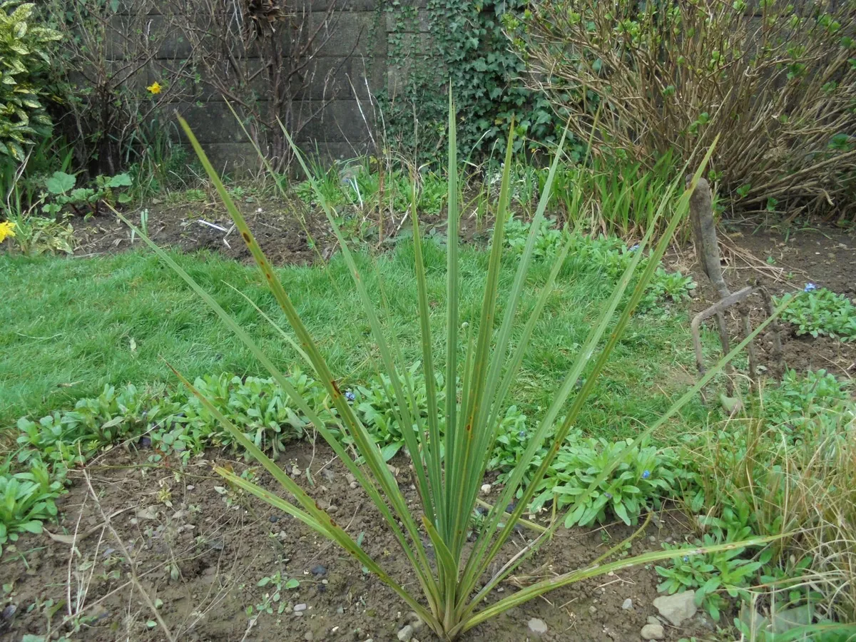 Cordyline palm tree - Image 1
