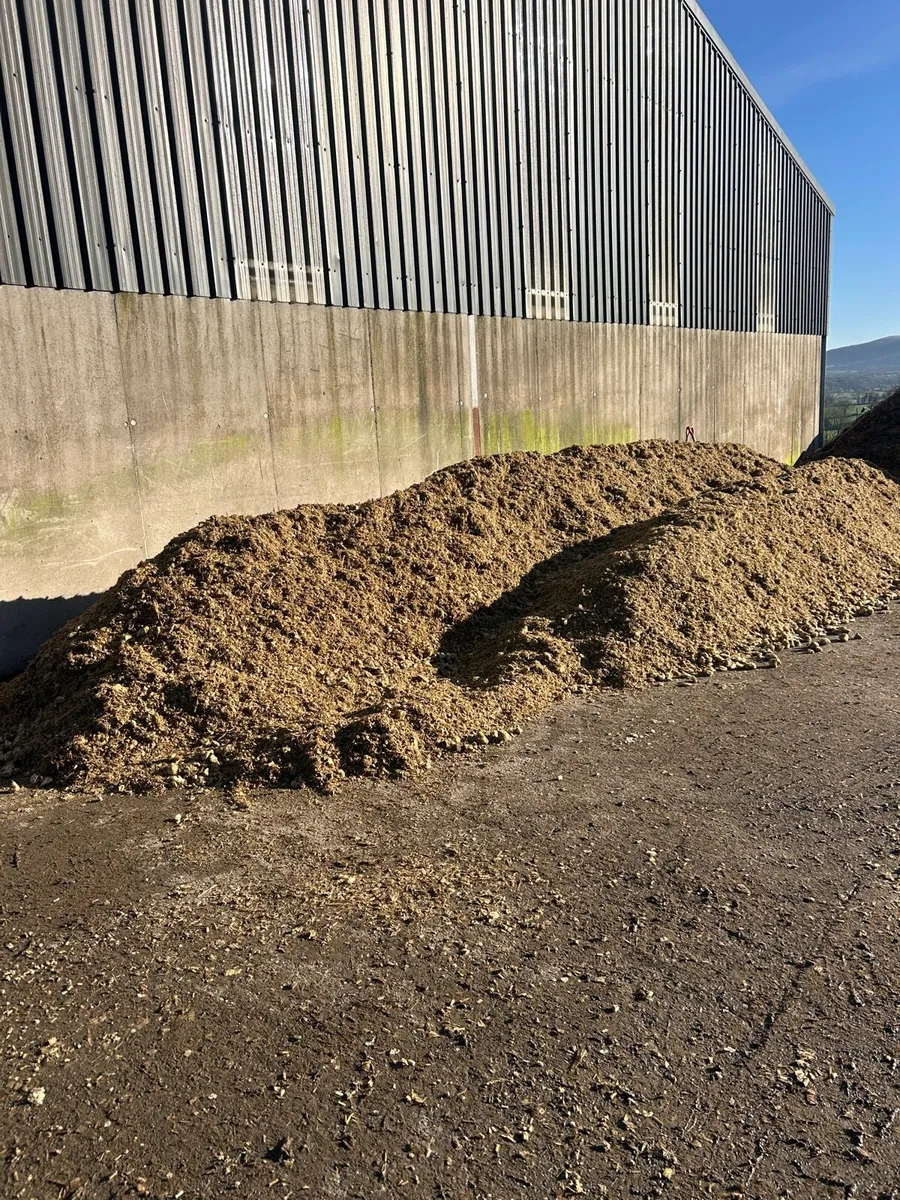 Beet Maize - Image 3