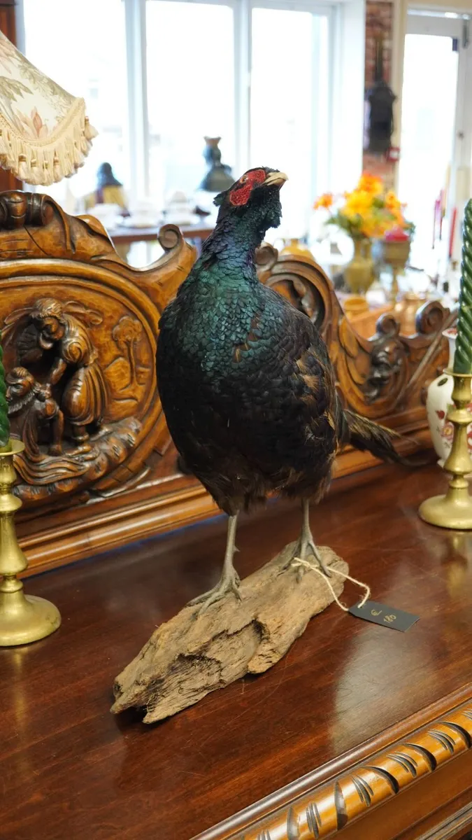 Melanistic Black Pheasant Taxidermy Mount - Image 2