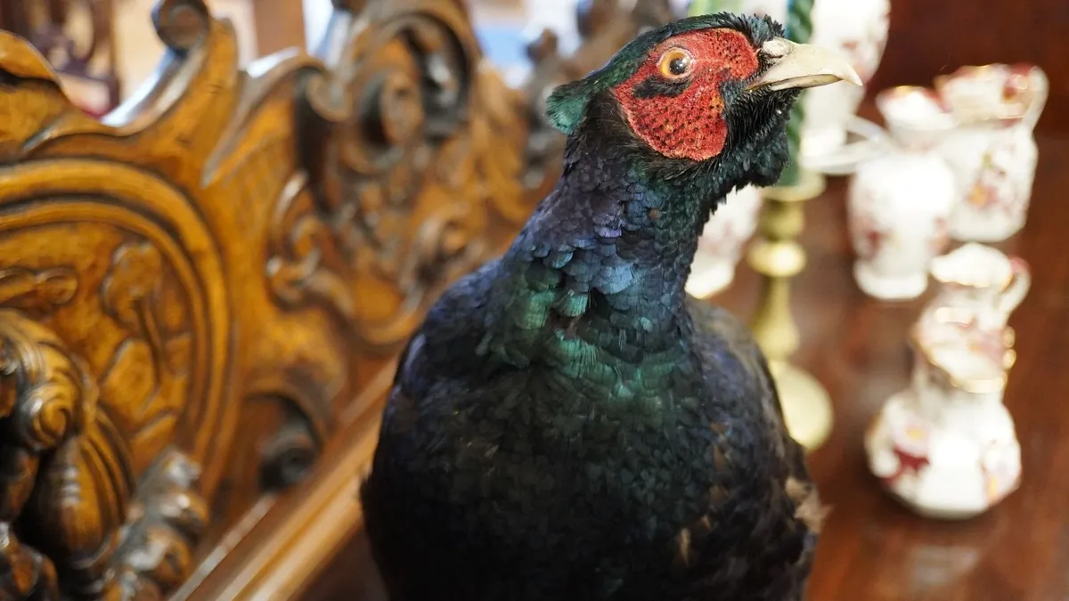 Melanistic Black Pheasant Taxidermy Mount - Image 4