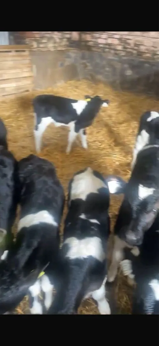 Friesian bull calf’s for sale - Image 1