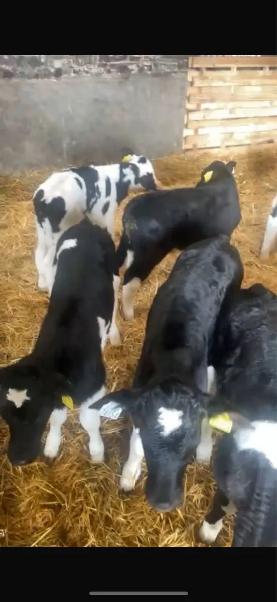 Friesian bull calf’s for sale - Image 2