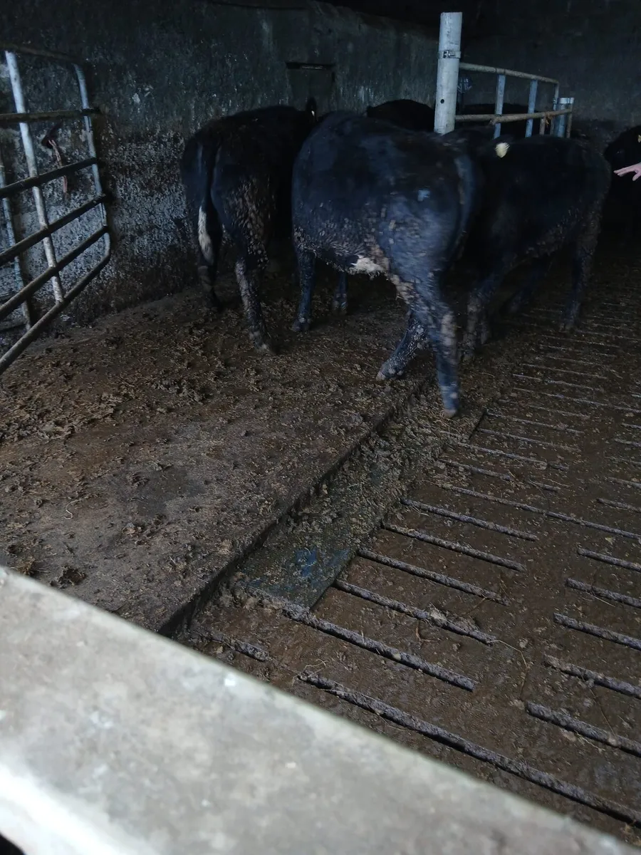 Organic heifers - Image 1