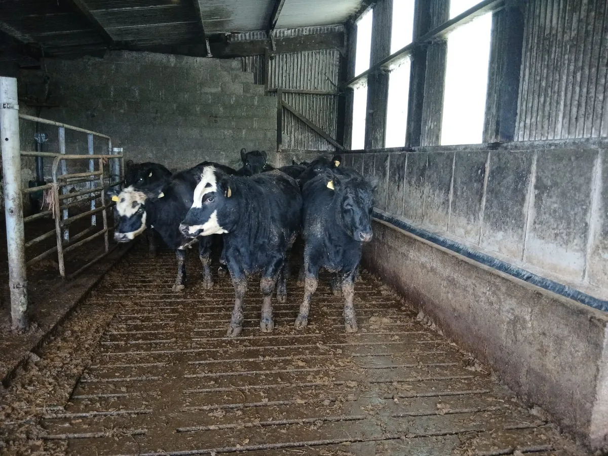 Organic heifers - Image 2