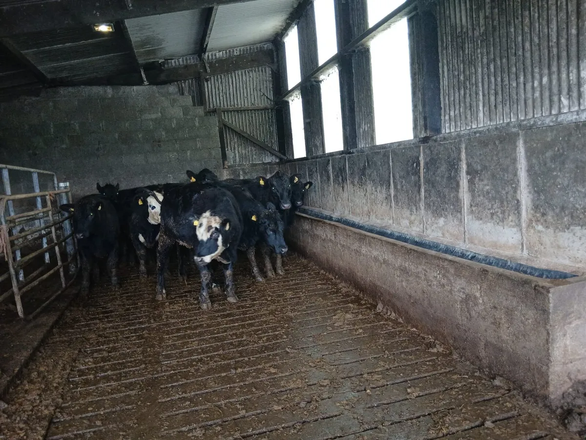 Organic heifers - Image 3