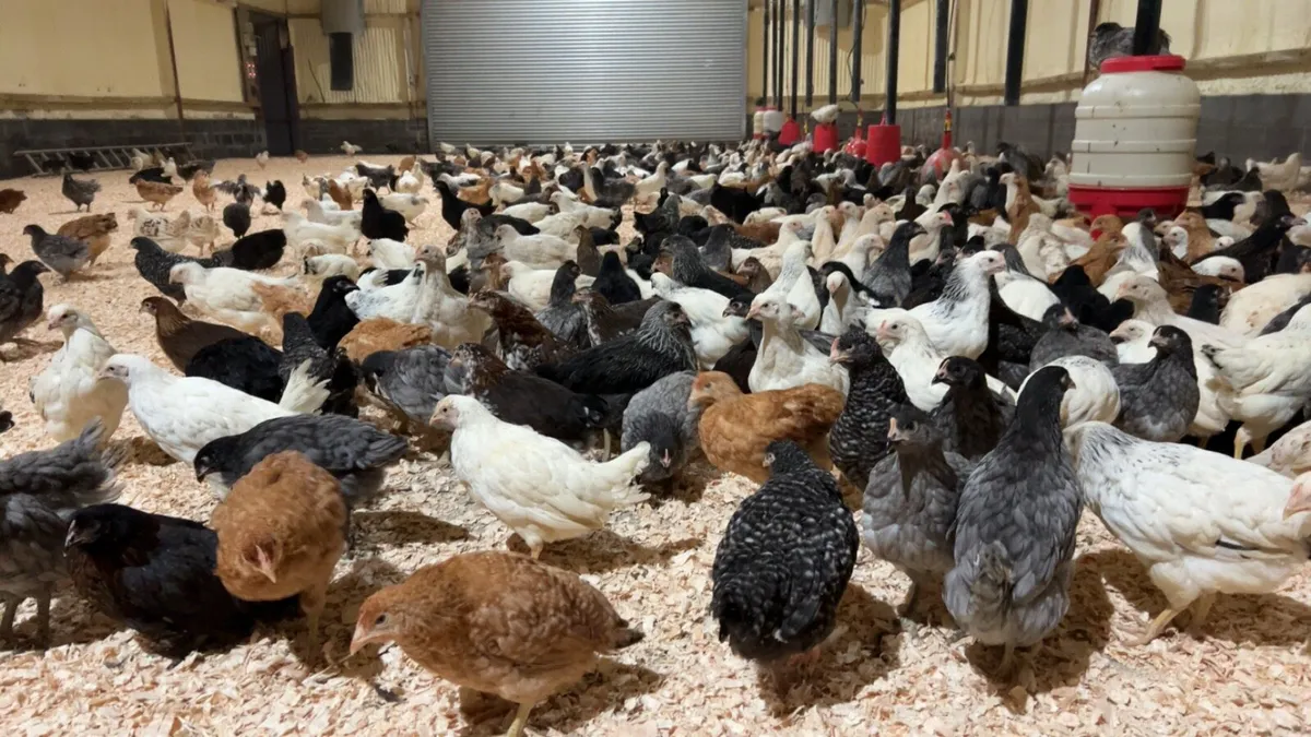 Point Of Lay Pullets - Image 2