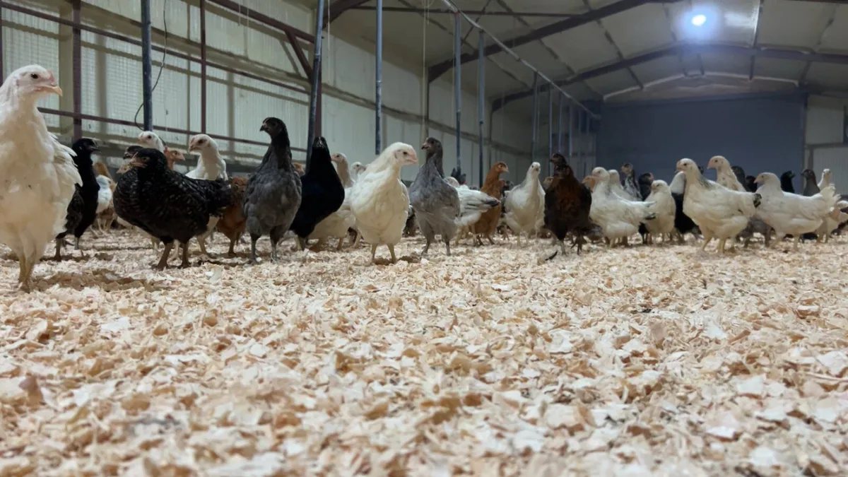 Point Of Lay Pullets - Image 3