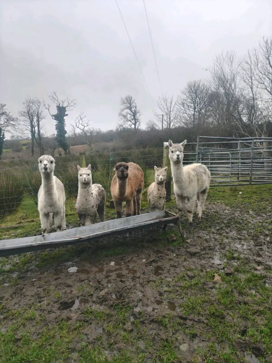 5 alpacas