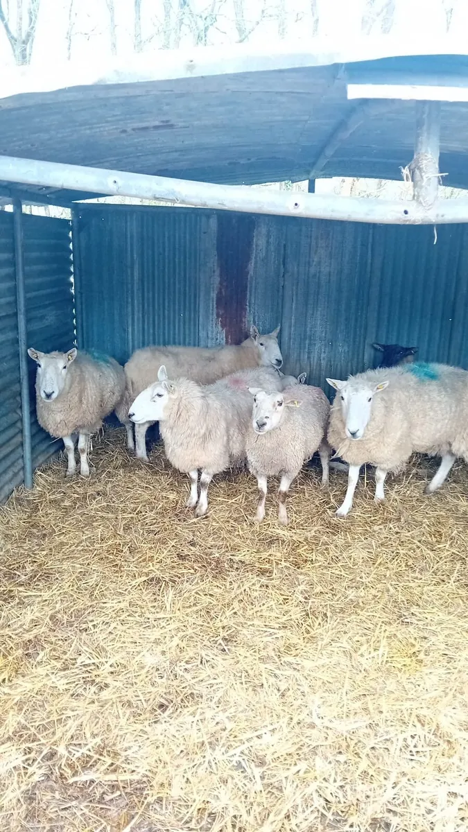 Cull ewe - Image 1