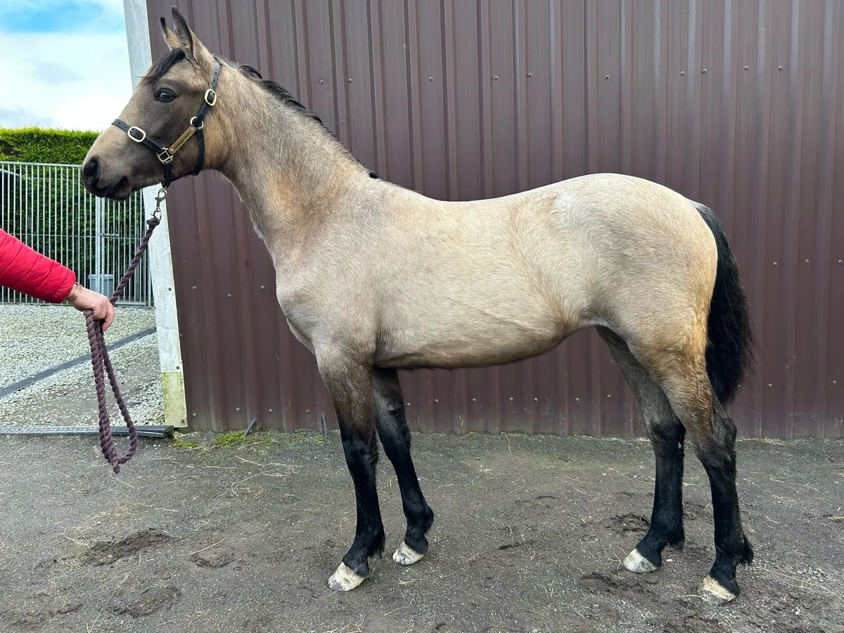 Smashing Dun Connemara Yearling filly for sale - Image 1