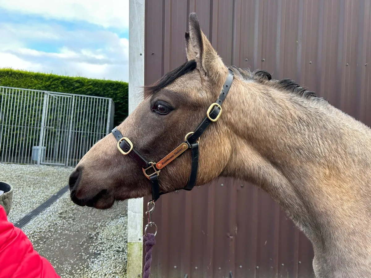 Smashing Dun Connemara Yearling filly for sale - Image 3