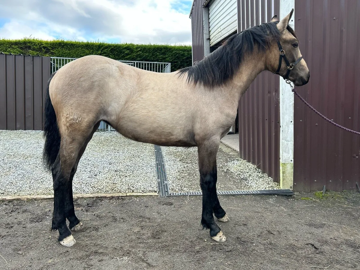 Smashing Dun Connemara Yearling filly for sale - Image 4