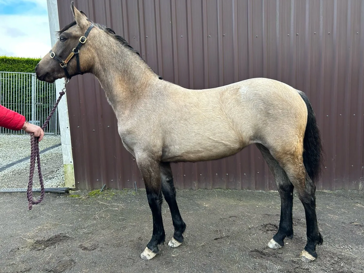 Smashing Dun Connemara Yearling filly for sale - Image 2