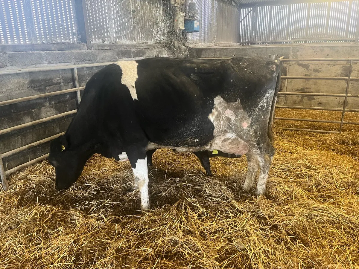 Cow and calves - Image 1