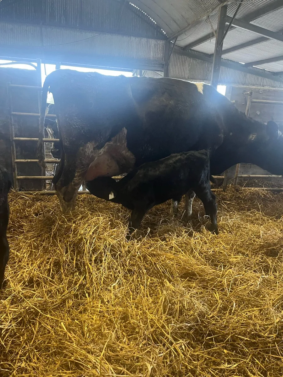 Cow and calves - Image 2