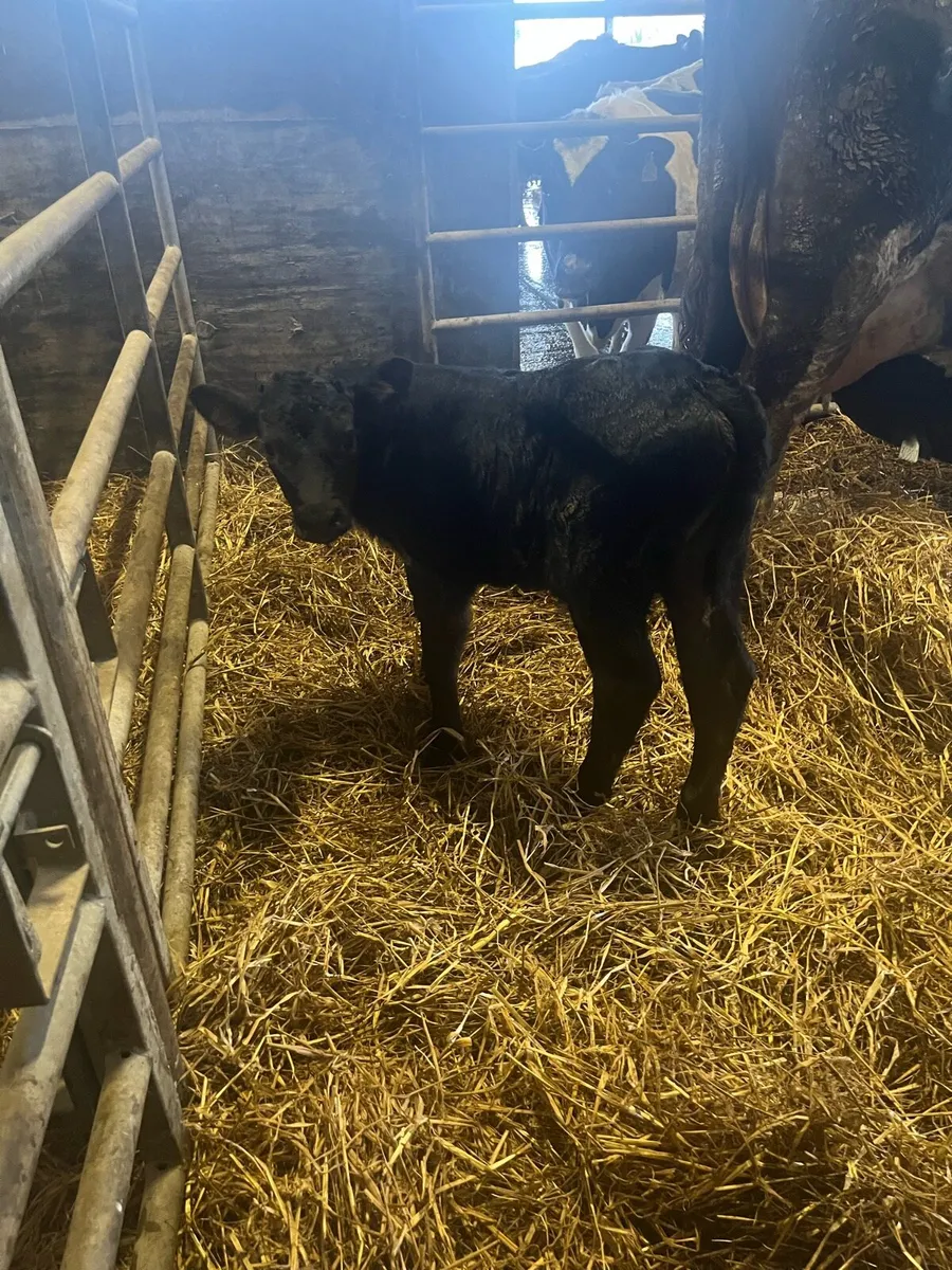 Cow and calves - Image 3