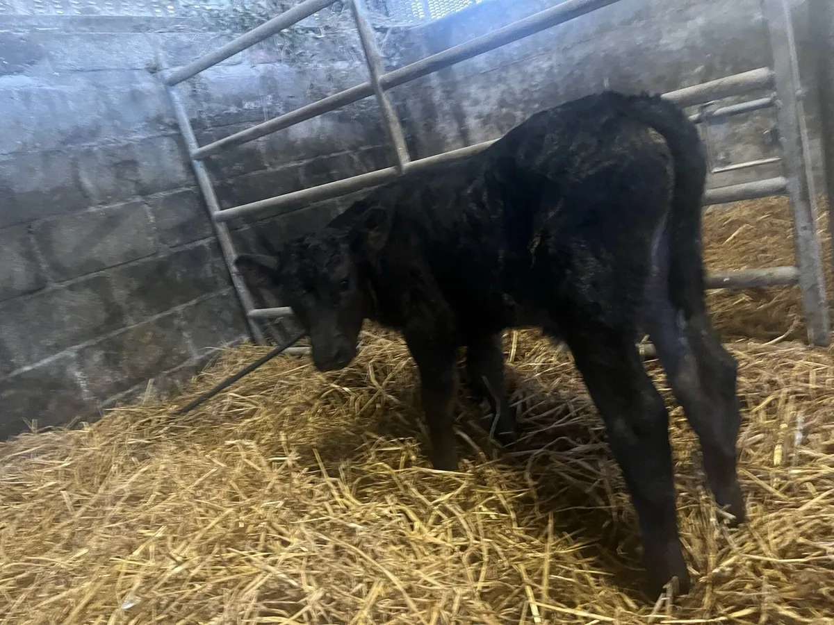 Cow and calves - Image 4