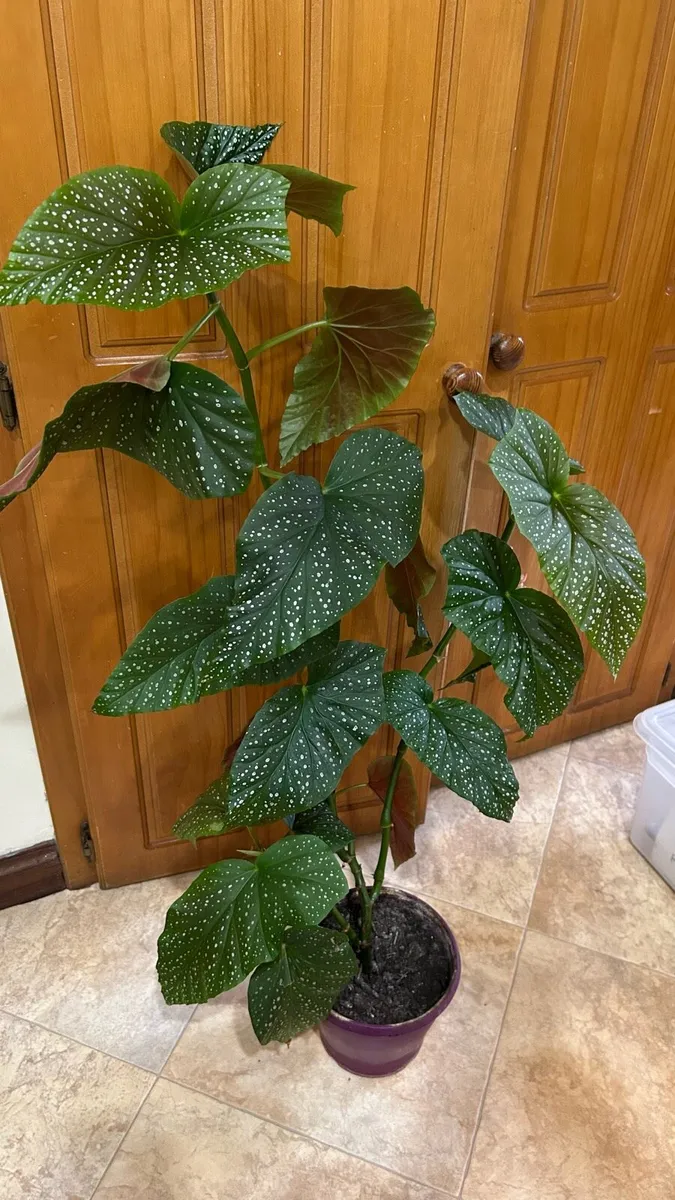 Houseplants - Image 2