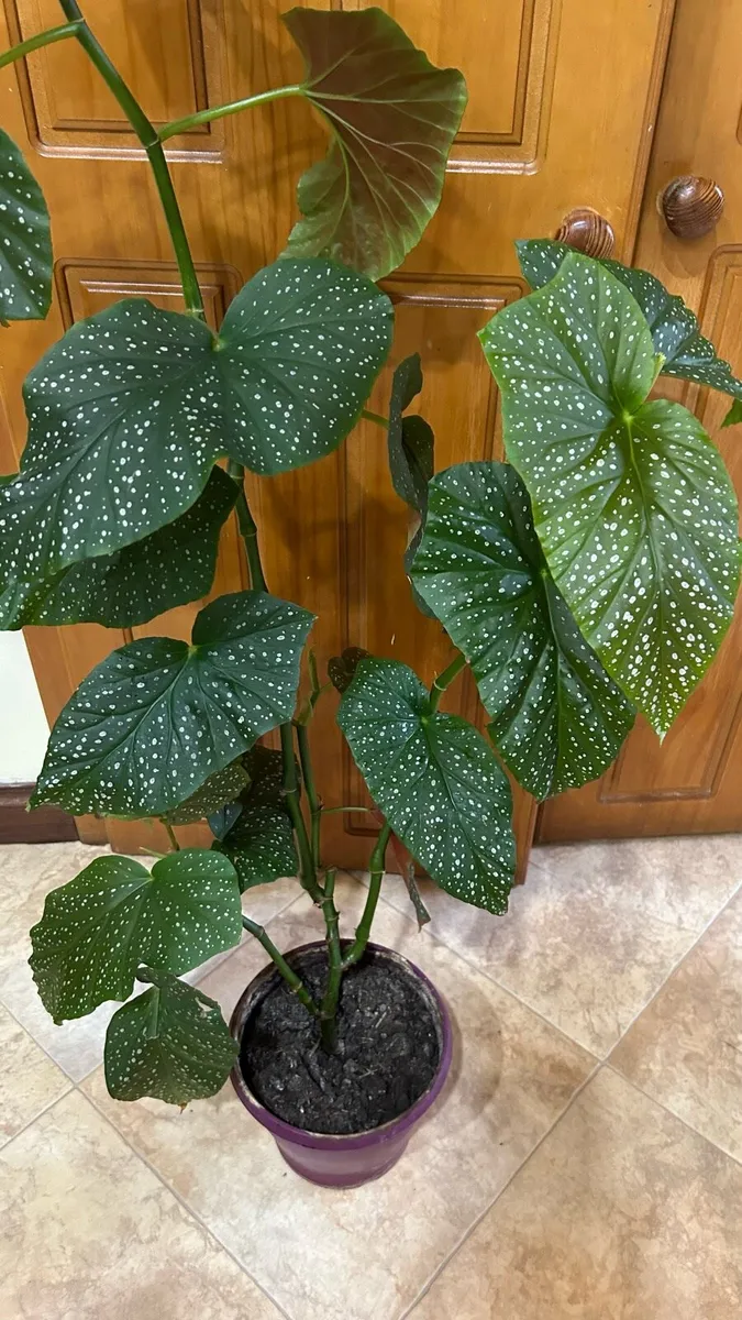 Houseplants - Image 1