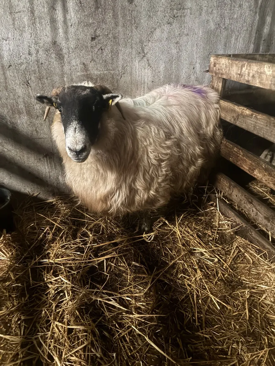 Foster ewe